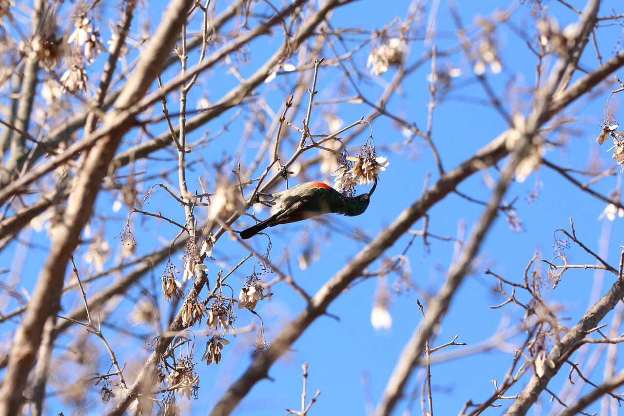 Image - sunbird bird wildlife nature tree