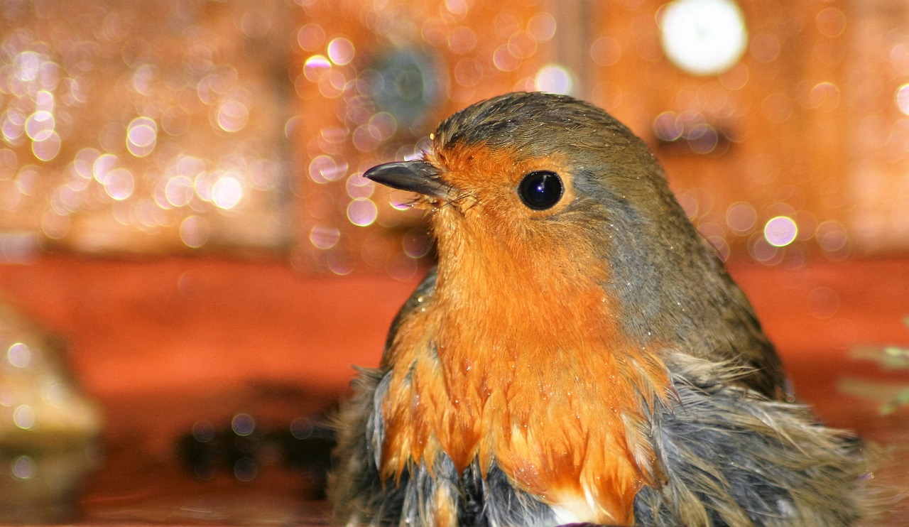 Image - robin bathtime nature bird