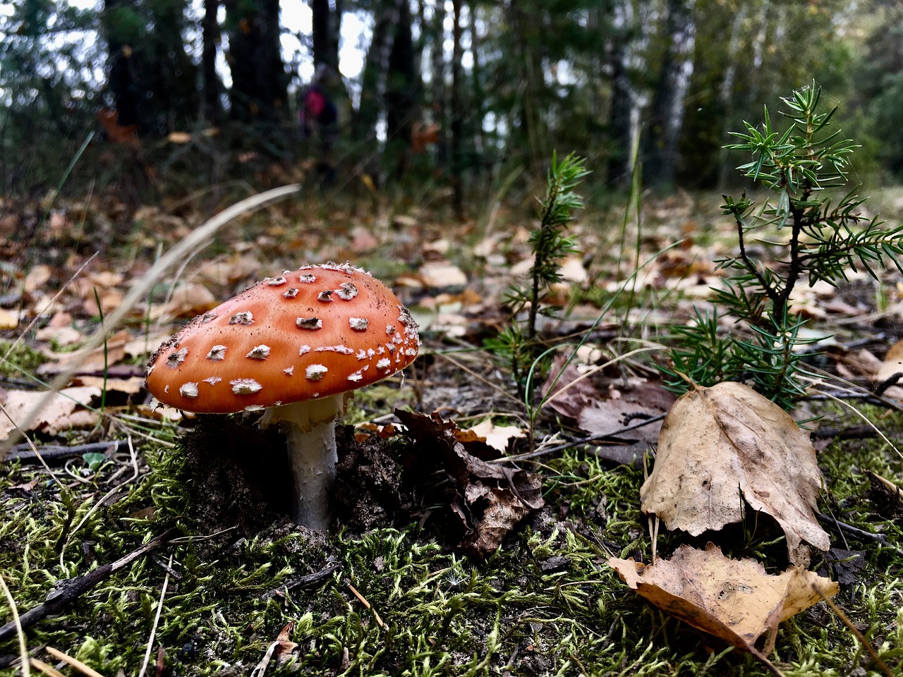 Image - nature fungus mushroom boletus