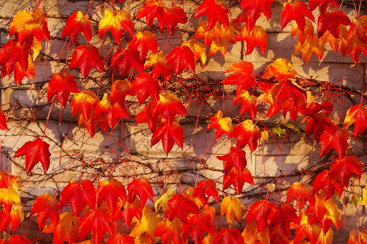 Image - autumn fall foliage golden autumn