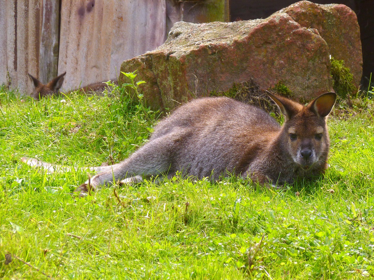 Image - bennett kangaroo australia wallaby