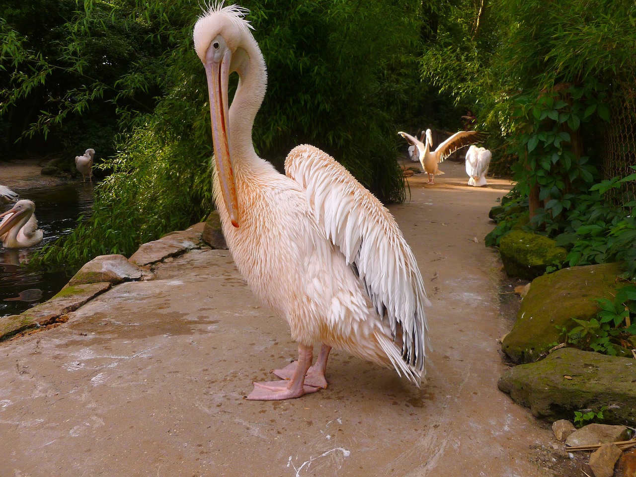 Image - pelikan white pelican water bird