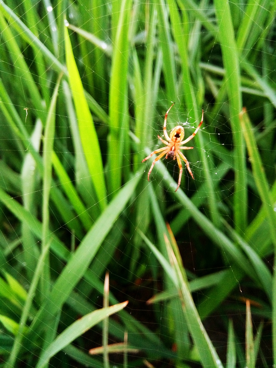 Image - best natural grass insect leaf