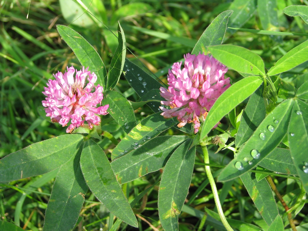 Image - meadow flower closeup nature