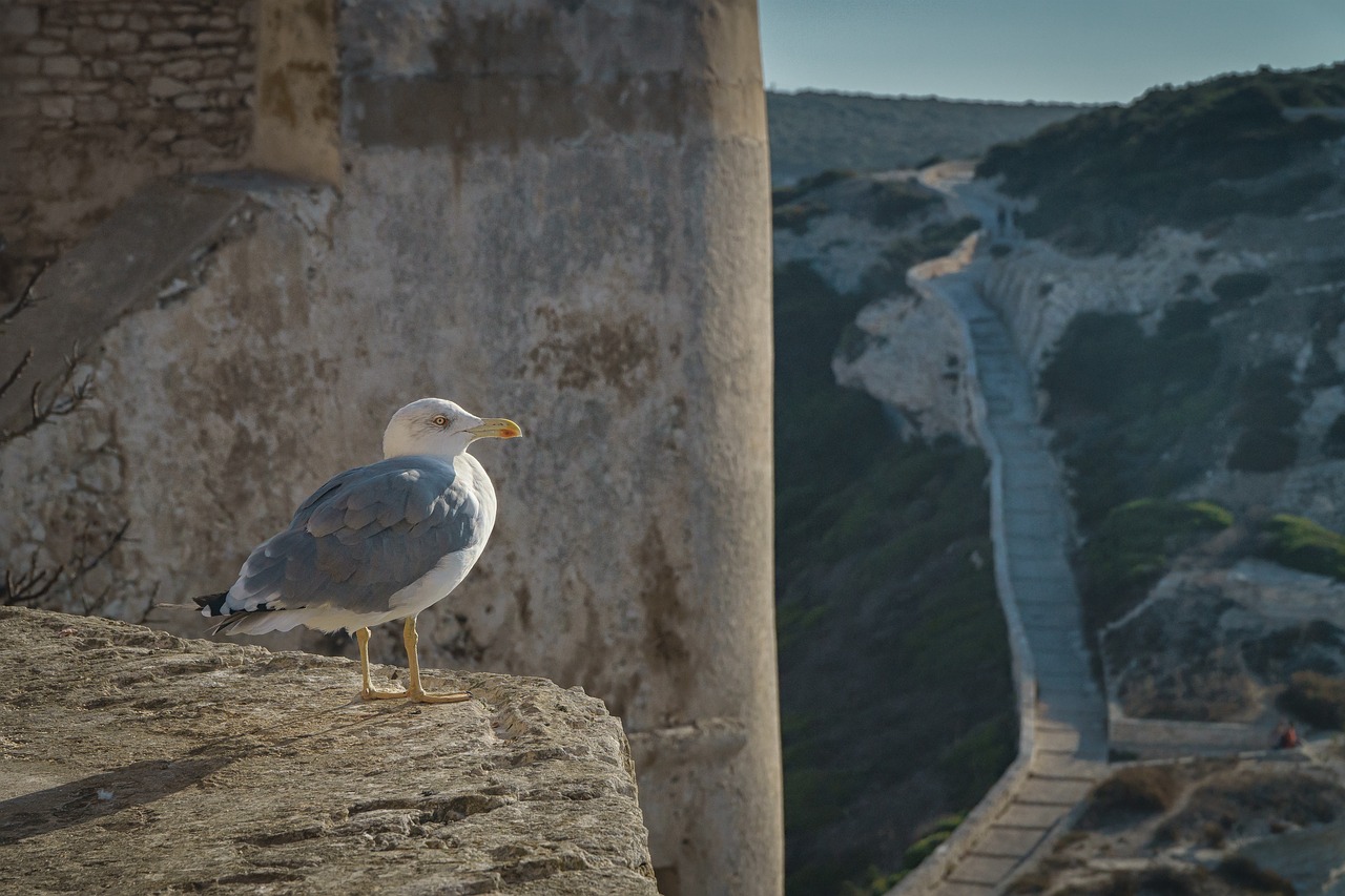 Image - animal bird dove fortress france