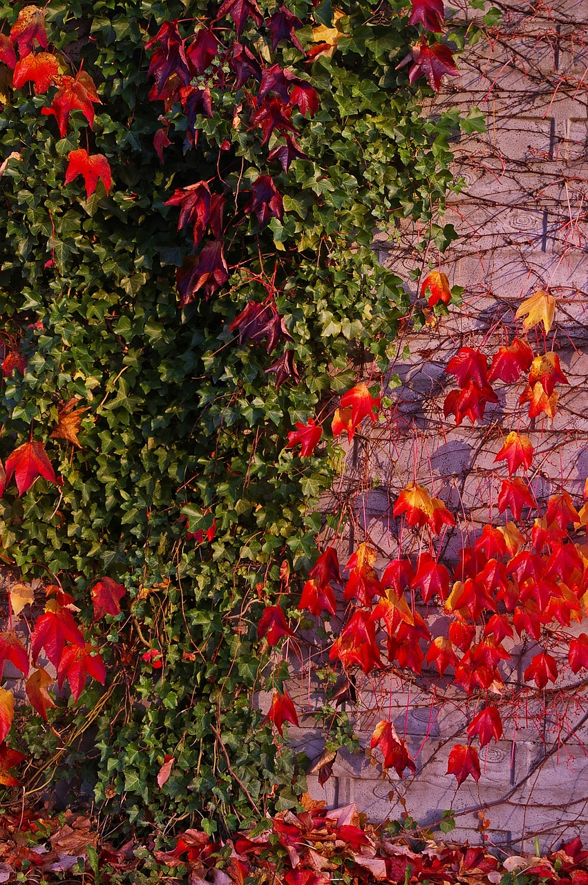 Image - autumn fall foliage golden autumn