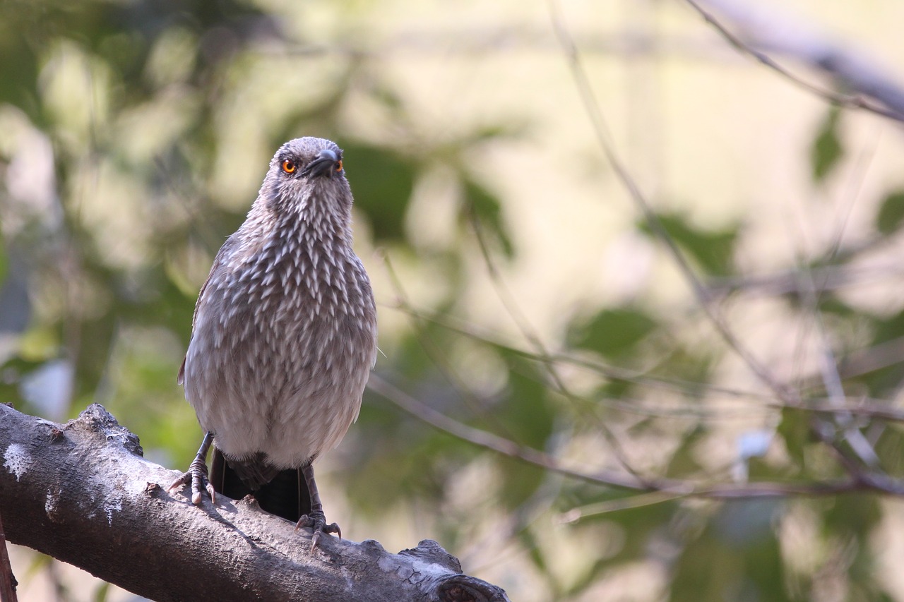 Image - babbler bird birdwatching wildlife