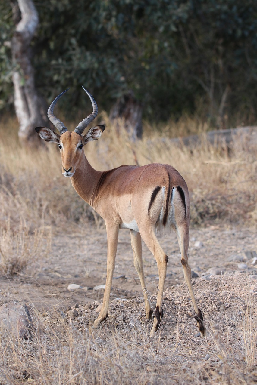 Image - impala buck africa antelope