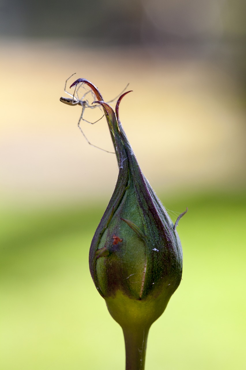 Image - bud rose spider gossamer autumn