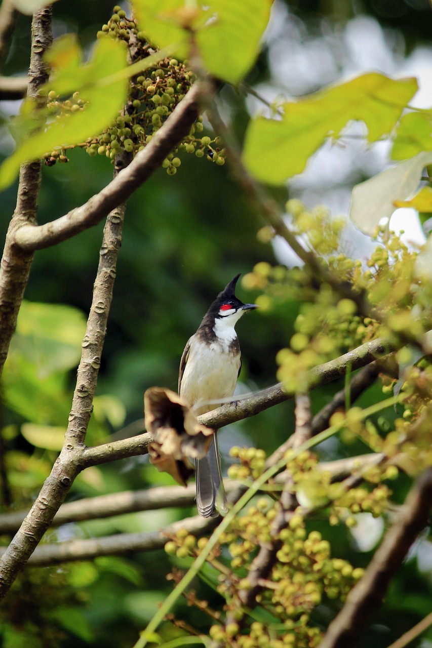 Image - red whiskered bulbul crested bulbul