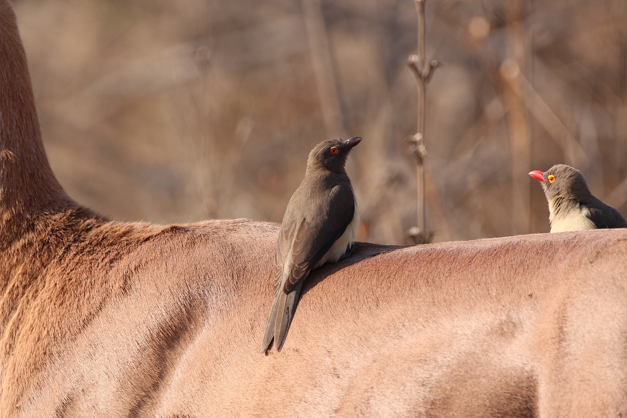 Image - oxpecker bird africa nature