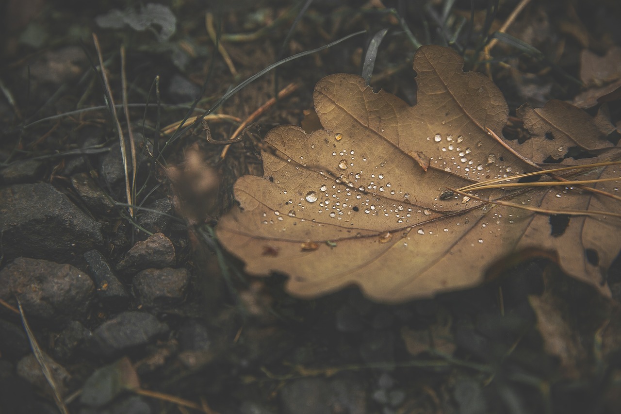 Image - forest leaf drip autumn leaves