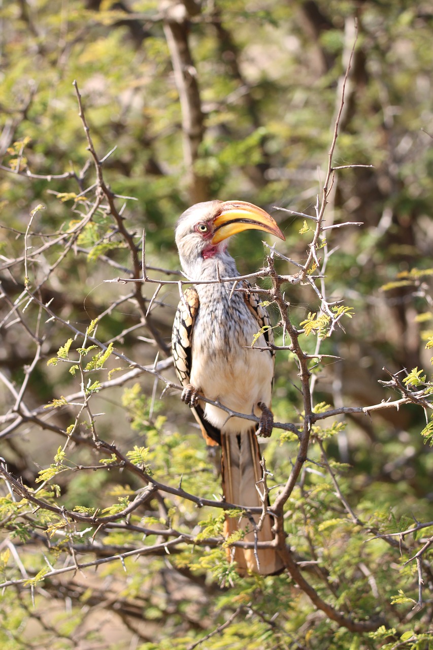 Image - hornbill bird wildlife birdwatching