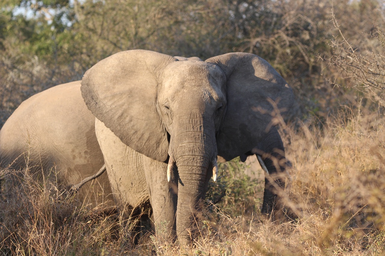 Image - elephant tusks ivory african wild