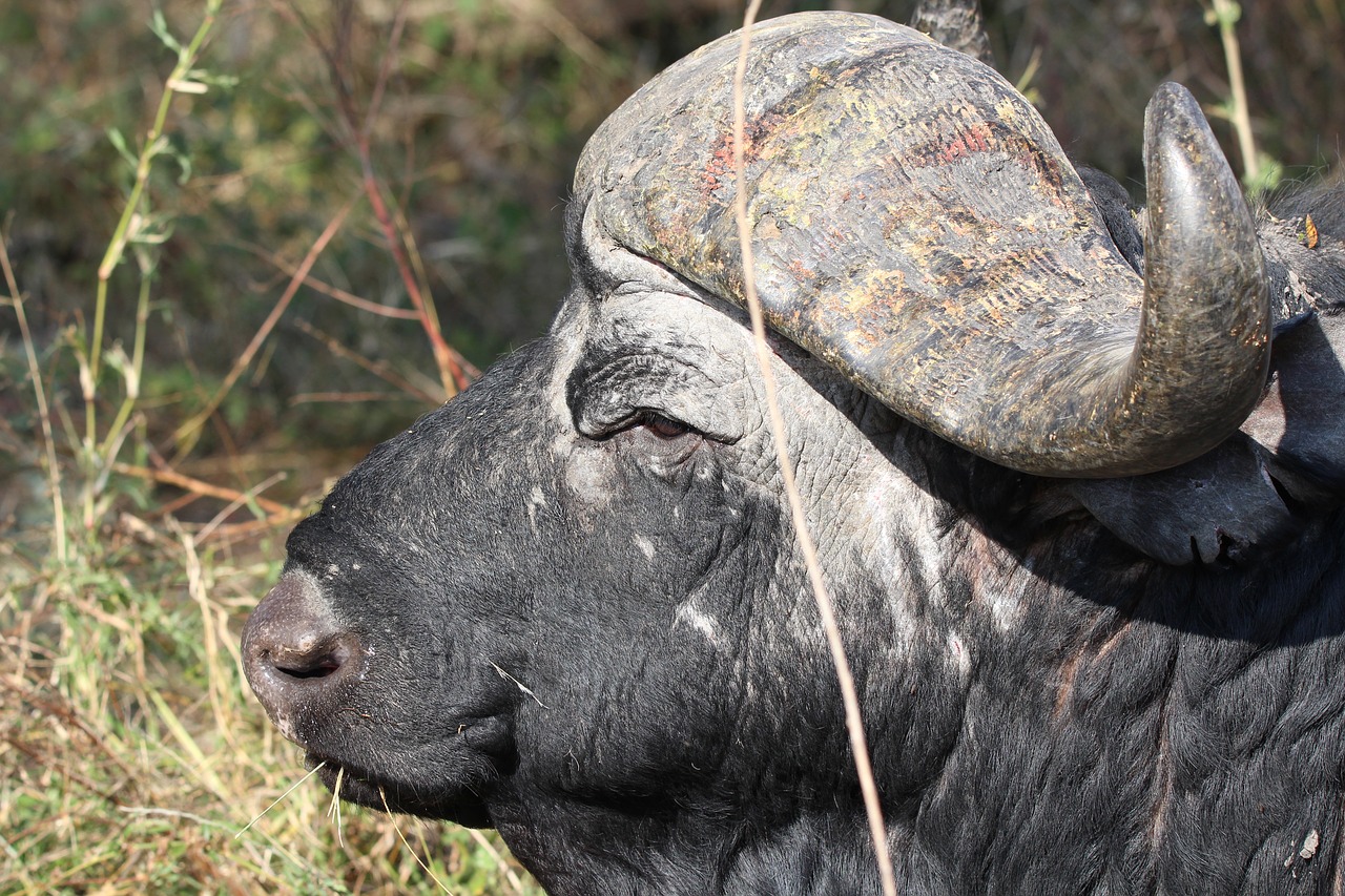 Image - buffalo old wild animal head