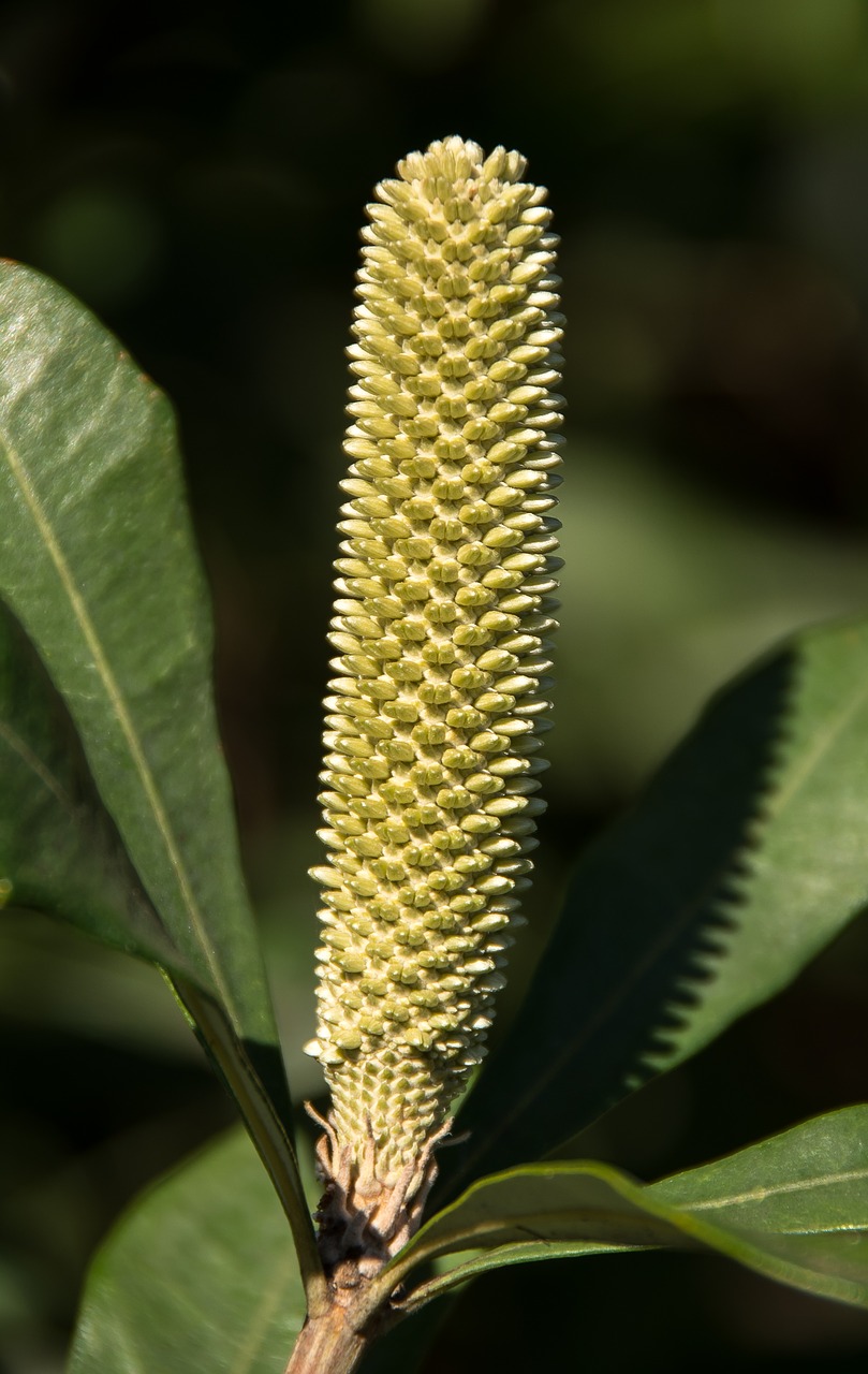 Image - banksia flower bud