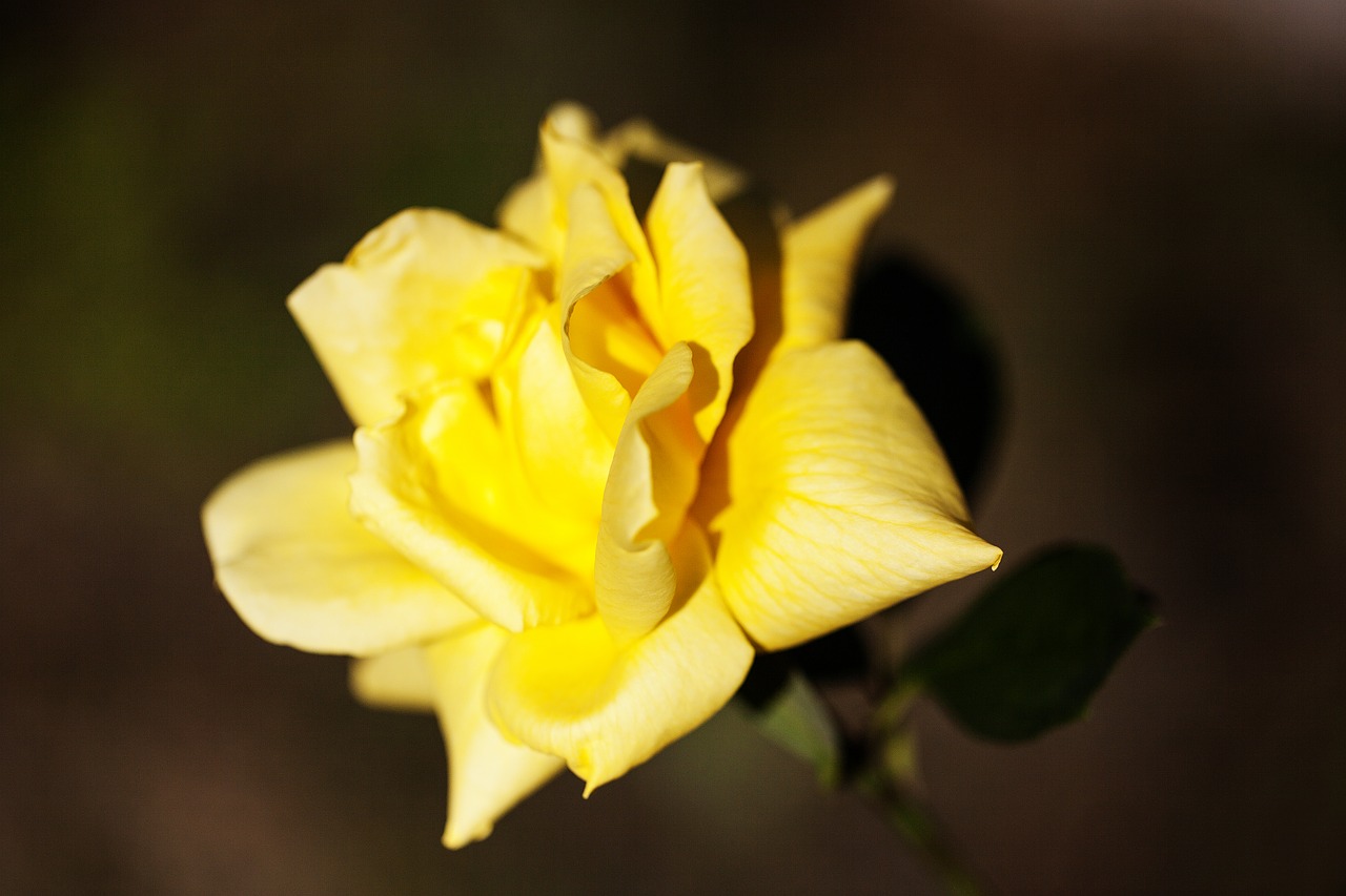 Image - rose yellow flower rozkvitnutá