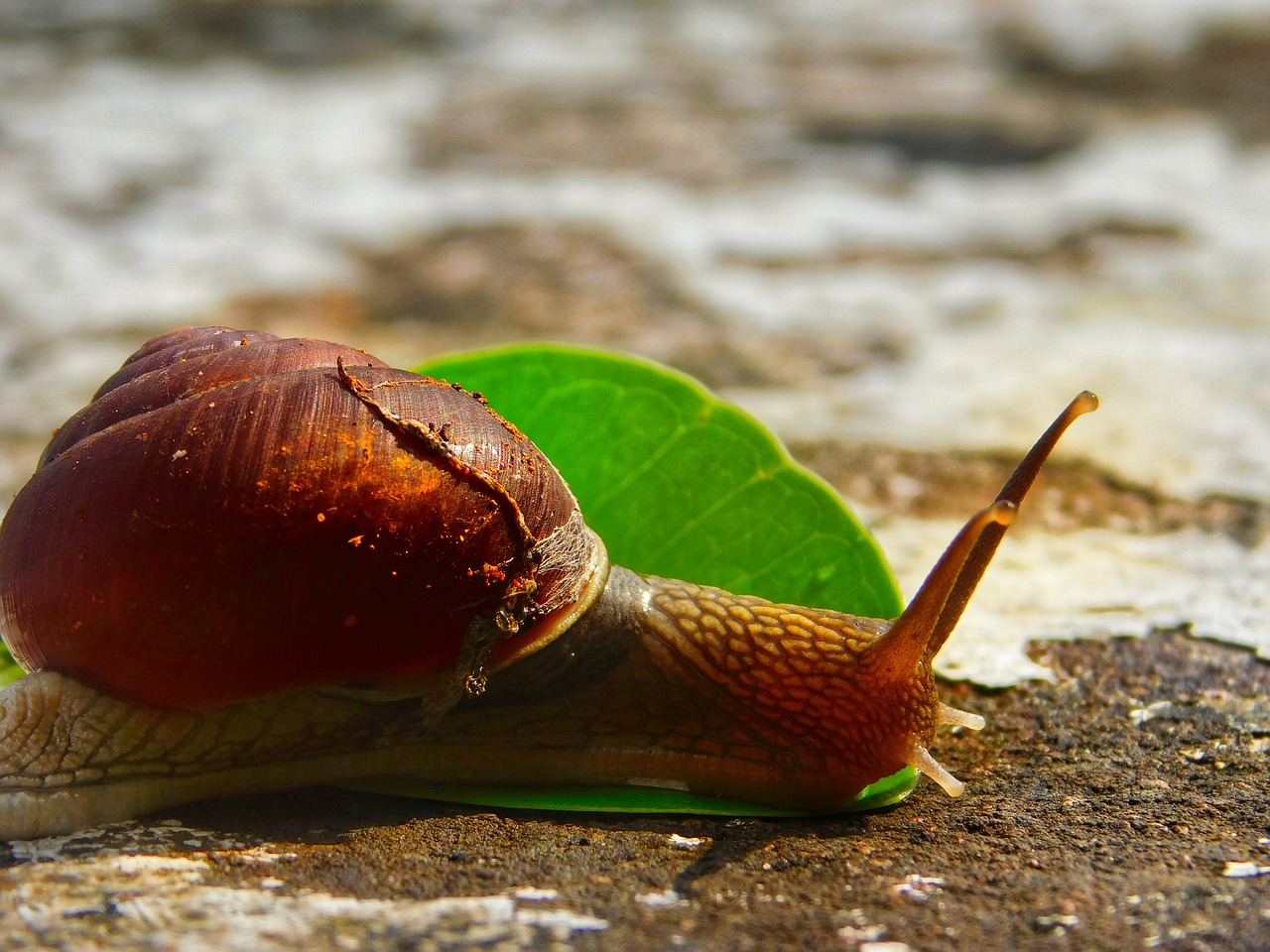 Image - snail leaf stone