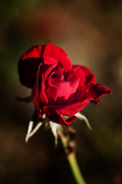 Image - rose red flower plant flora