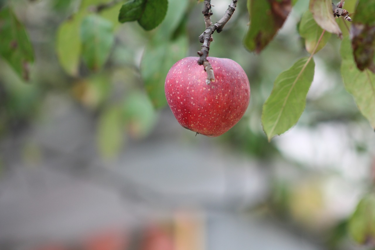 Image - apple sad fruit apples nature red