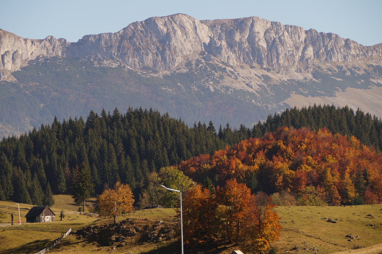 Image - logs romania autumn nature