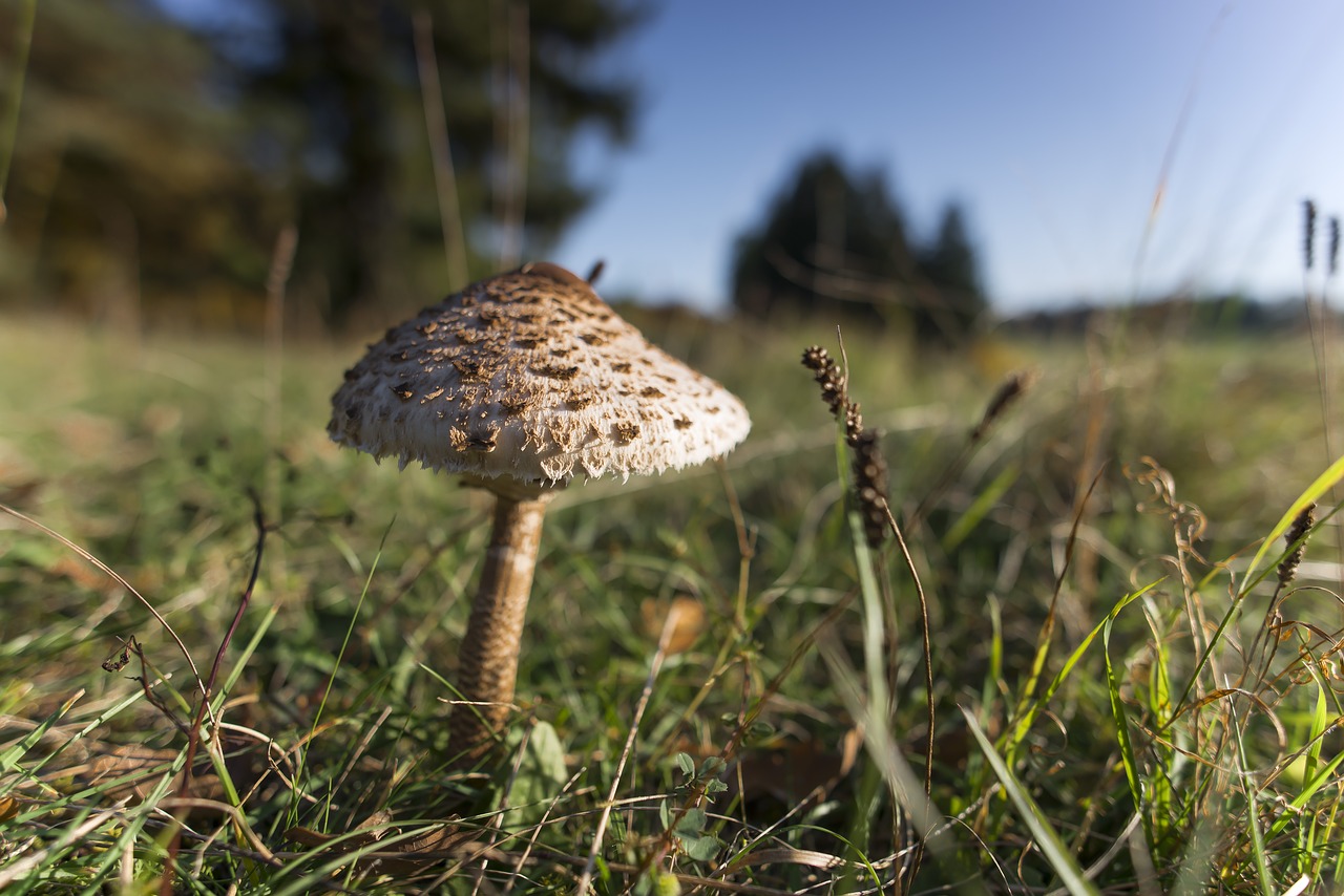 Image - mushroom parasol autumn