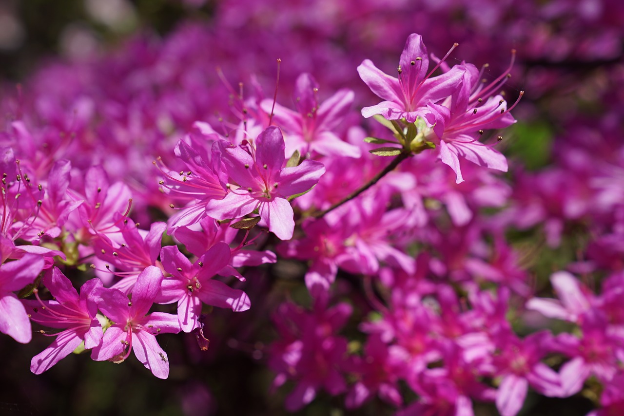 Image - native flowers blooming