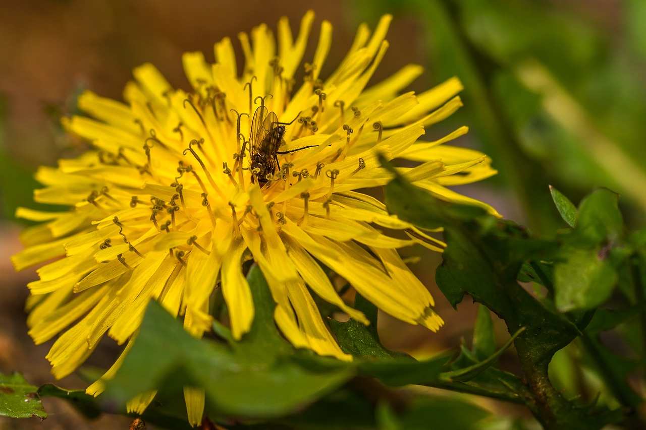 Image - dandelion blossom bloom yellow fly