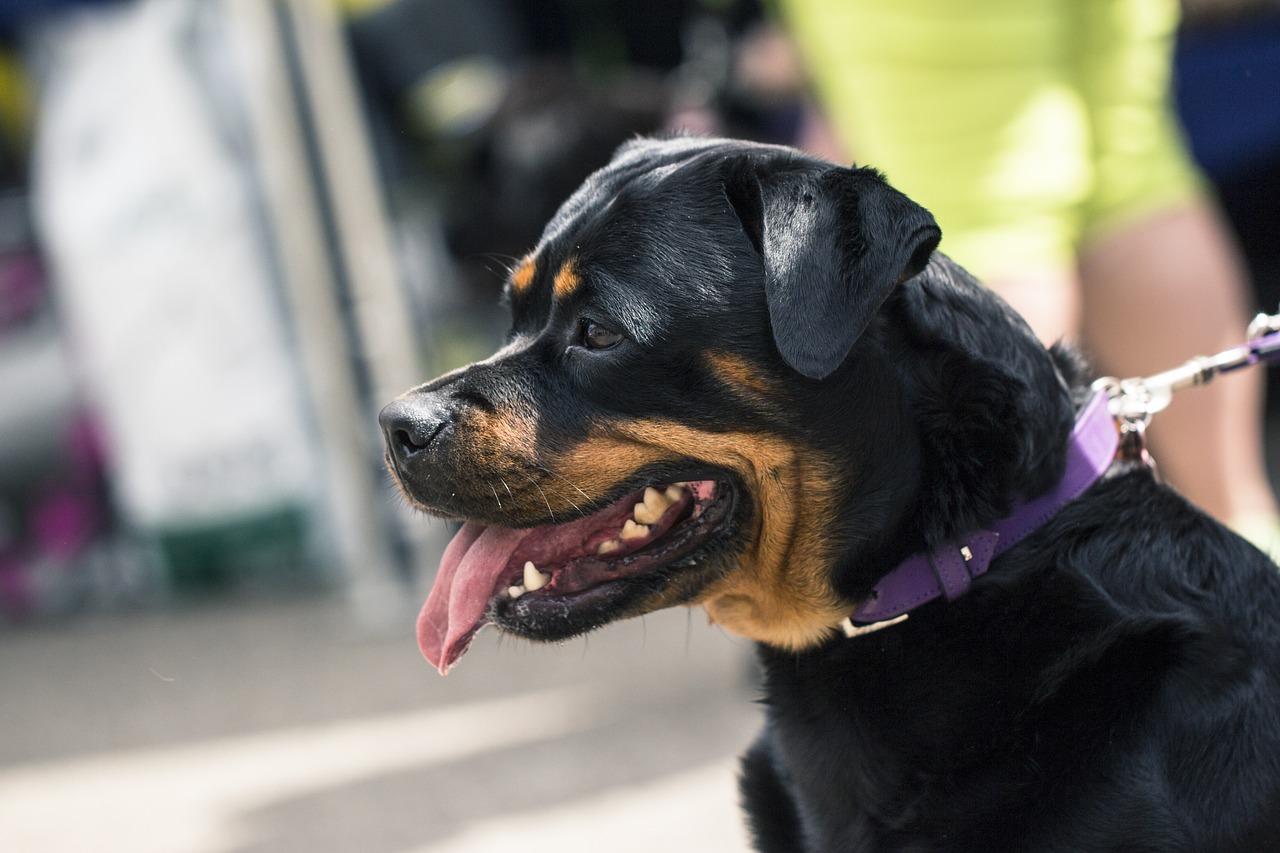 Image - dog animal rottweiler pet snout