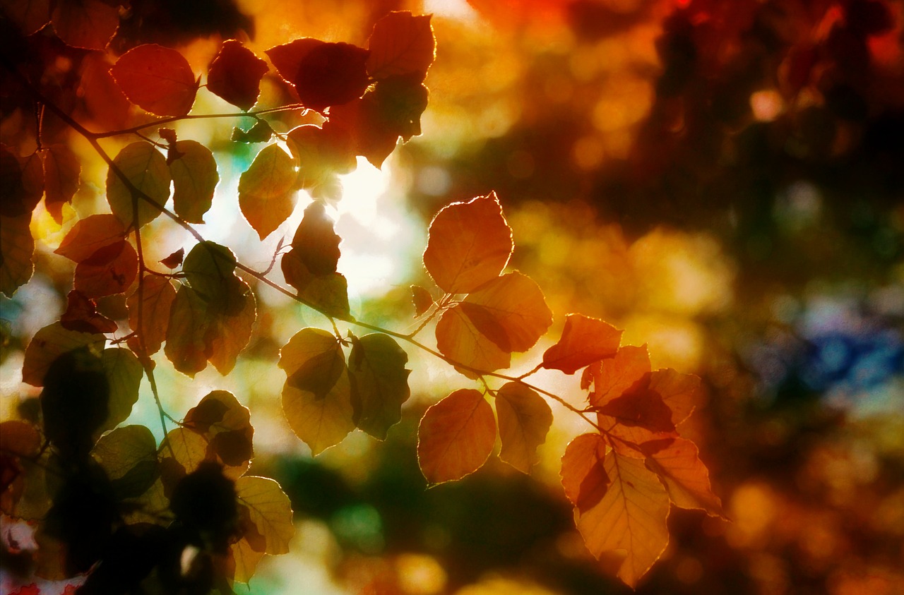 Image - autumn foliage light colors nature