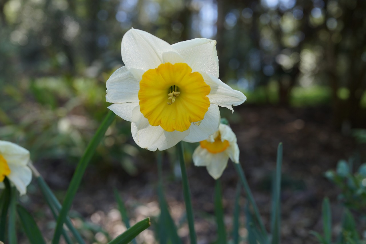 Image - native flowers blooming