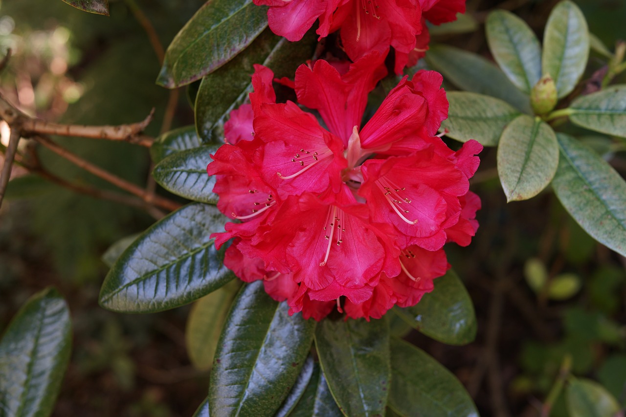 Image - native flowers blooming