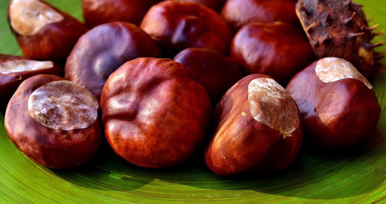 Image - chestnut nature autumn prickly