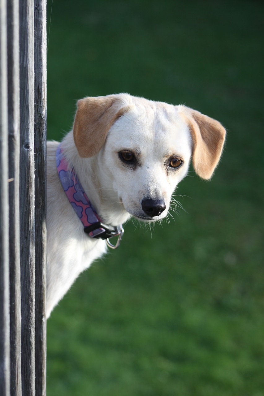 Image - dog peeking railing deck curious