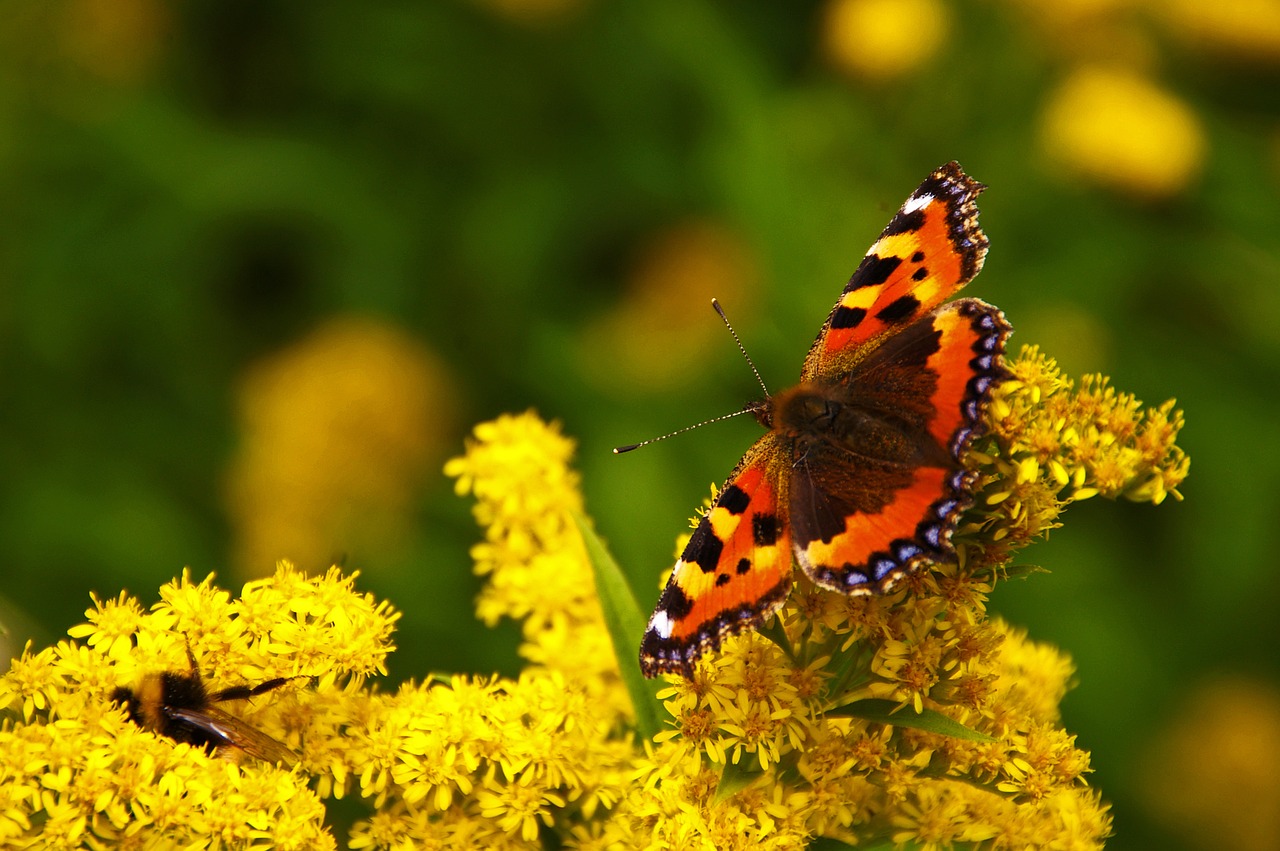 Image - butterfly yellow flowers yellow