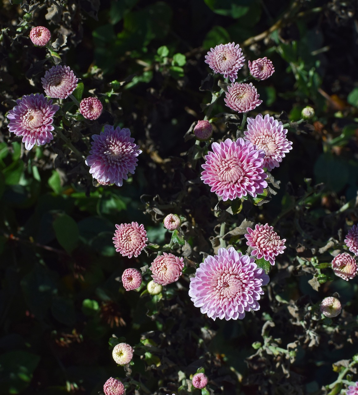 Image - fall pink purple mums chrysanthemum