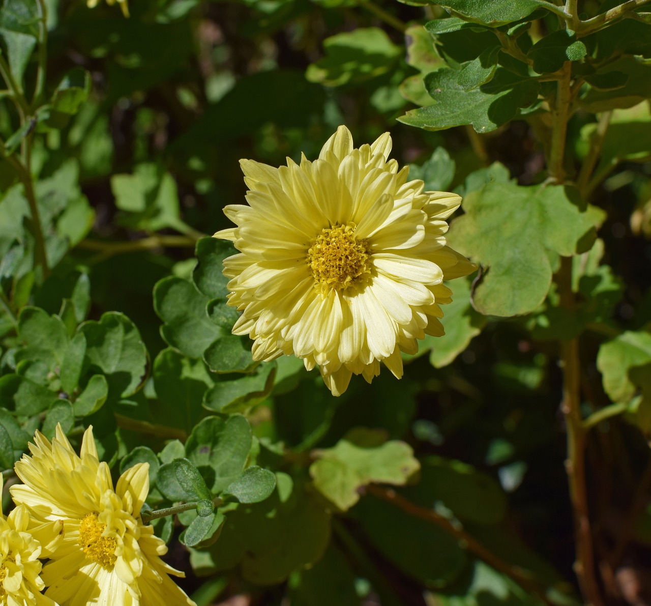 Image - fall yellow mums chrysanthemum