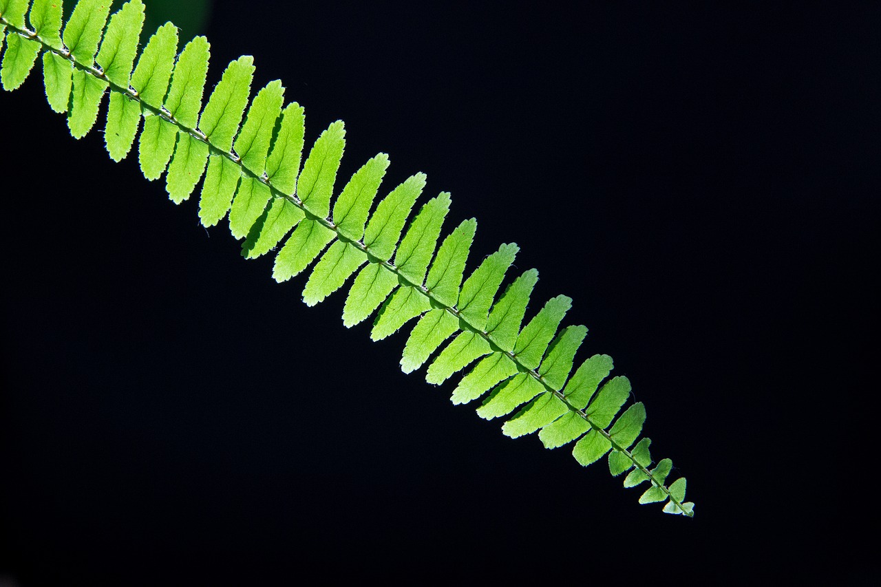 Image - leaf wood green the leaves nature