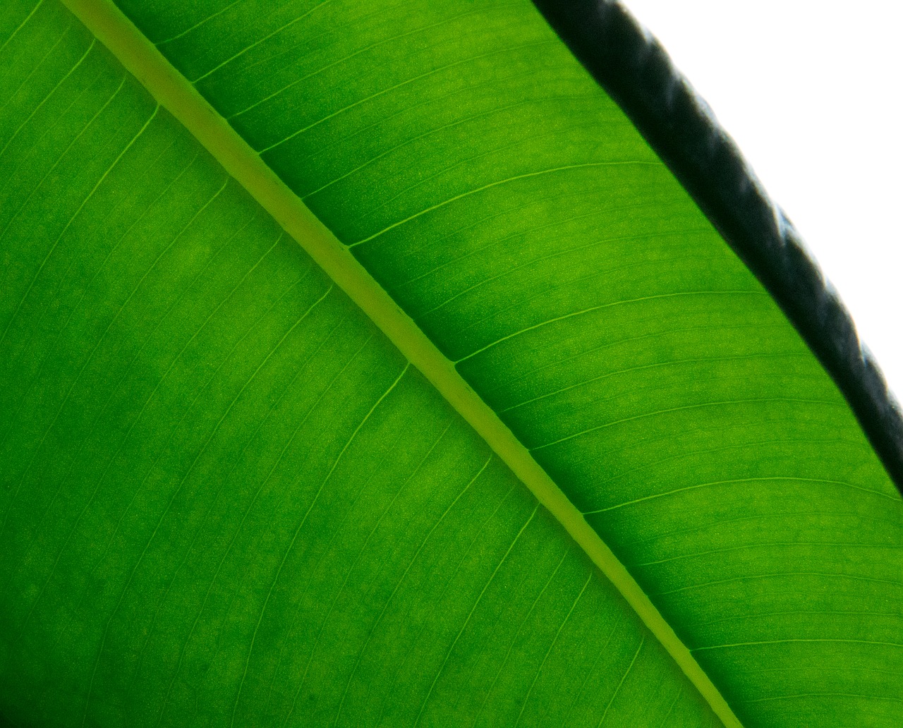 Image - leaf wood green the leaves nature