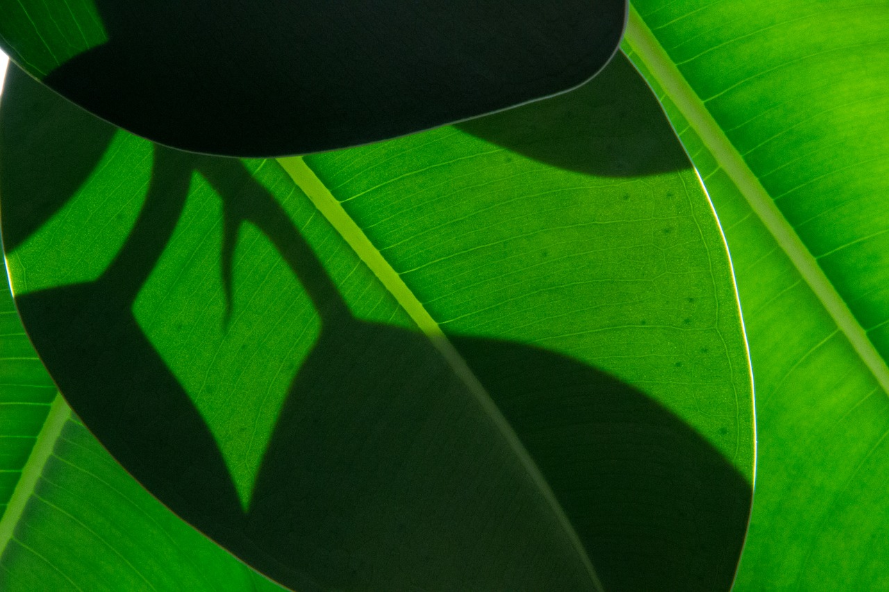 Image - leaf wood green the leaves nature