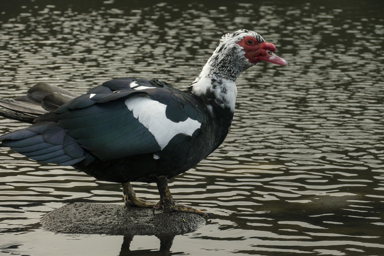 Image - muscovy ducks birds feathers beak