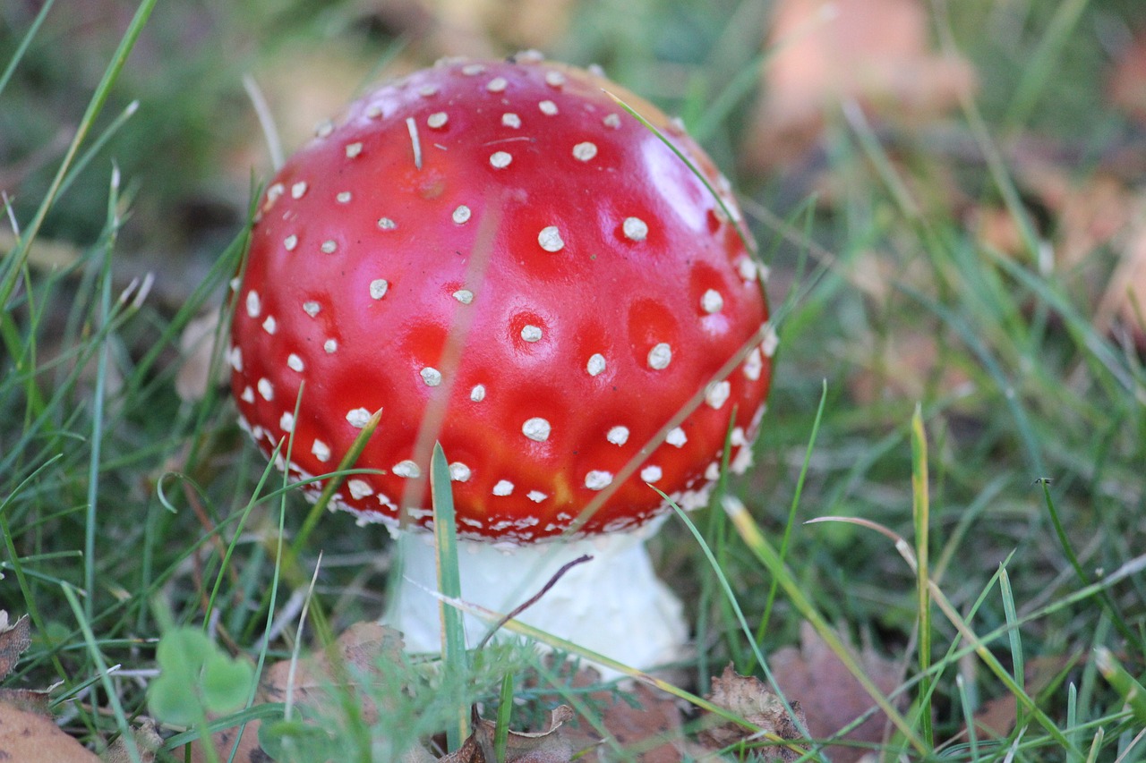 Image - fly agaric rotkäppchen mushroom