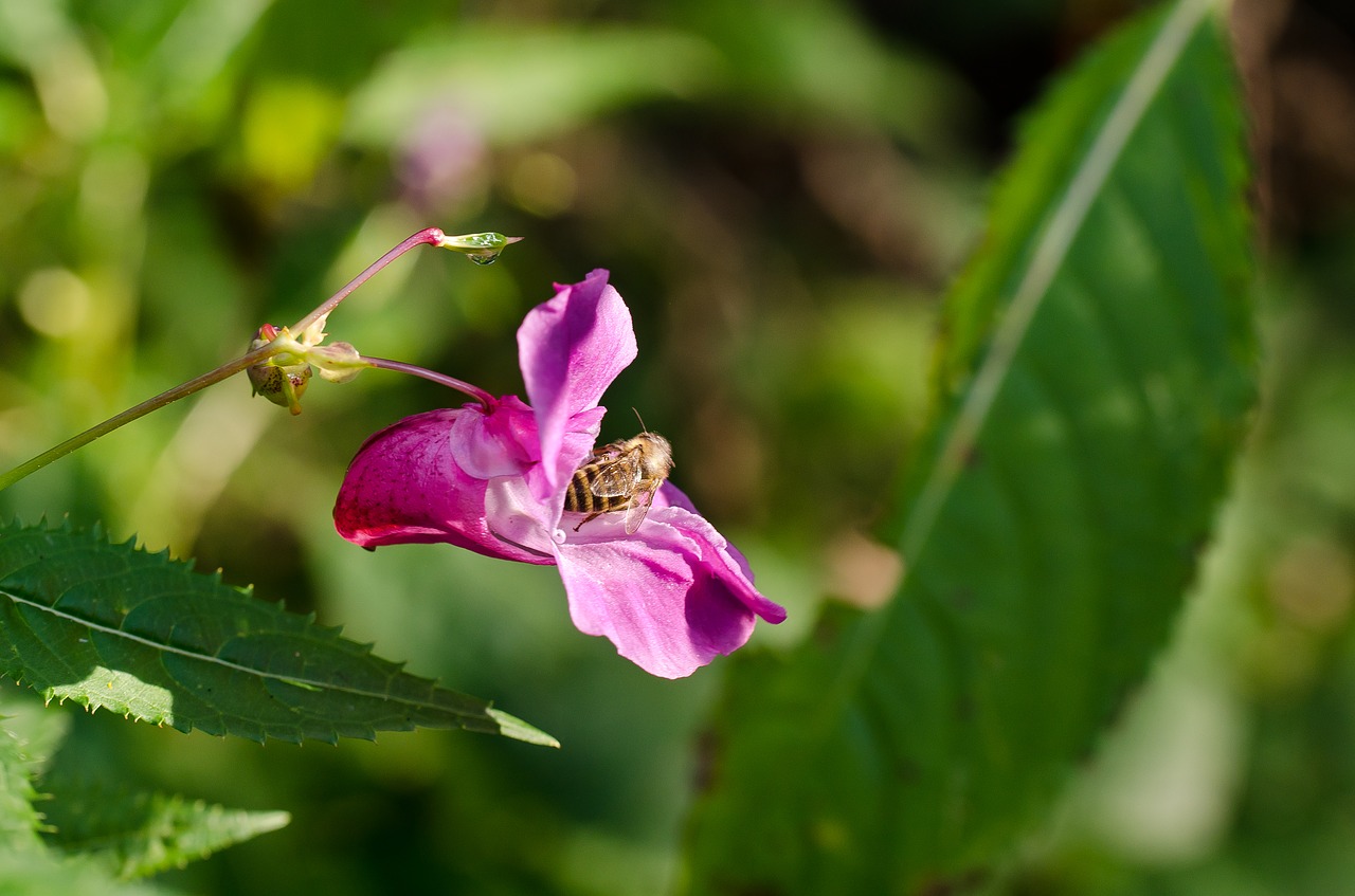 Image - flower violet nature autumn bee