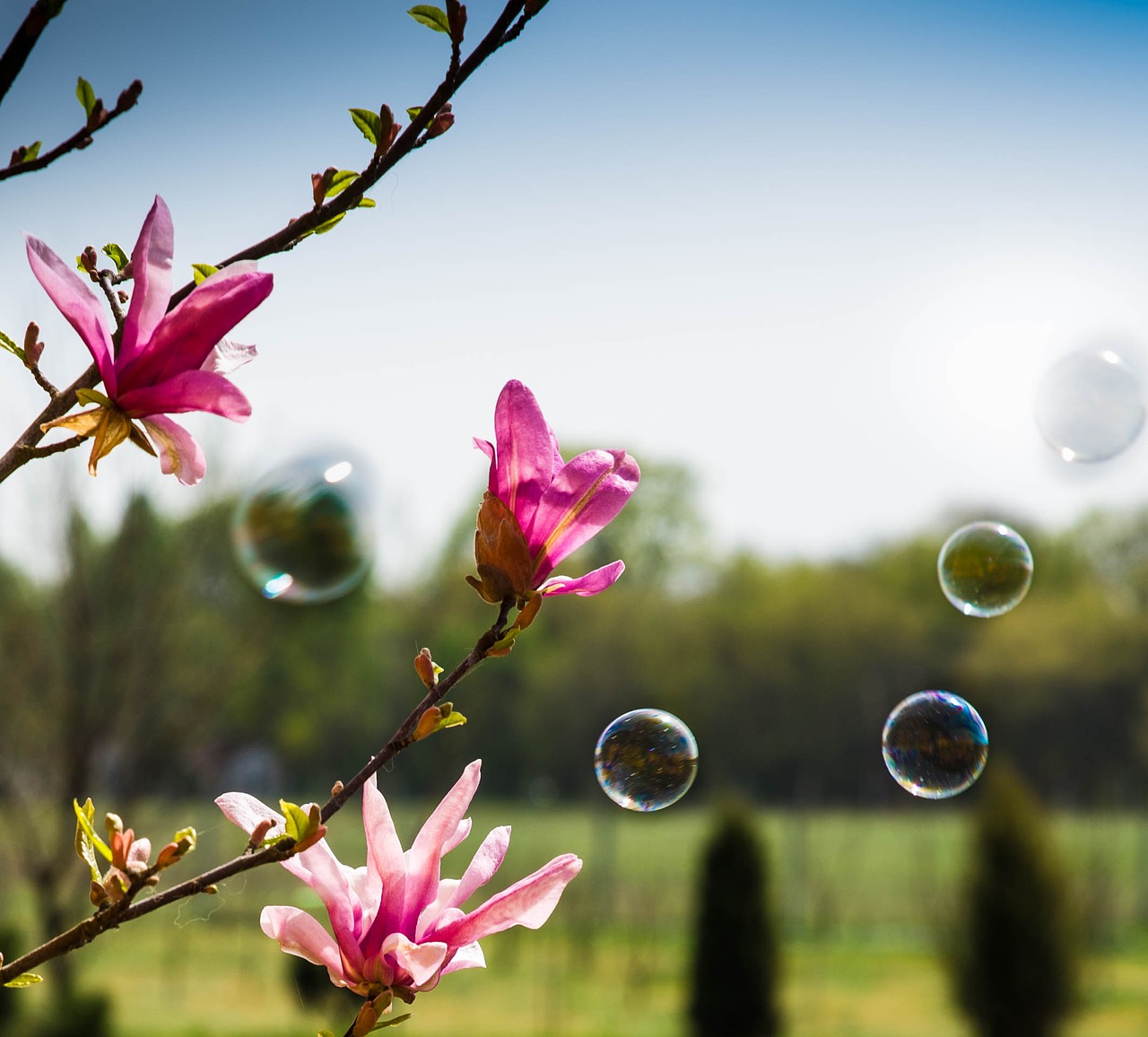 Image - magnolia bubbles spring green pink