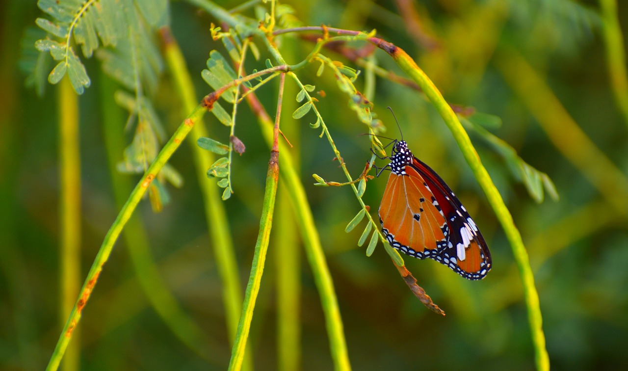 Image - butterfly pierid lepidoptera