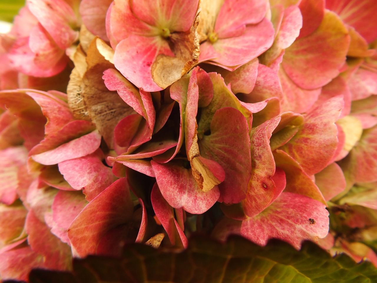 Image - hydrangea bauer hydrangea autumn