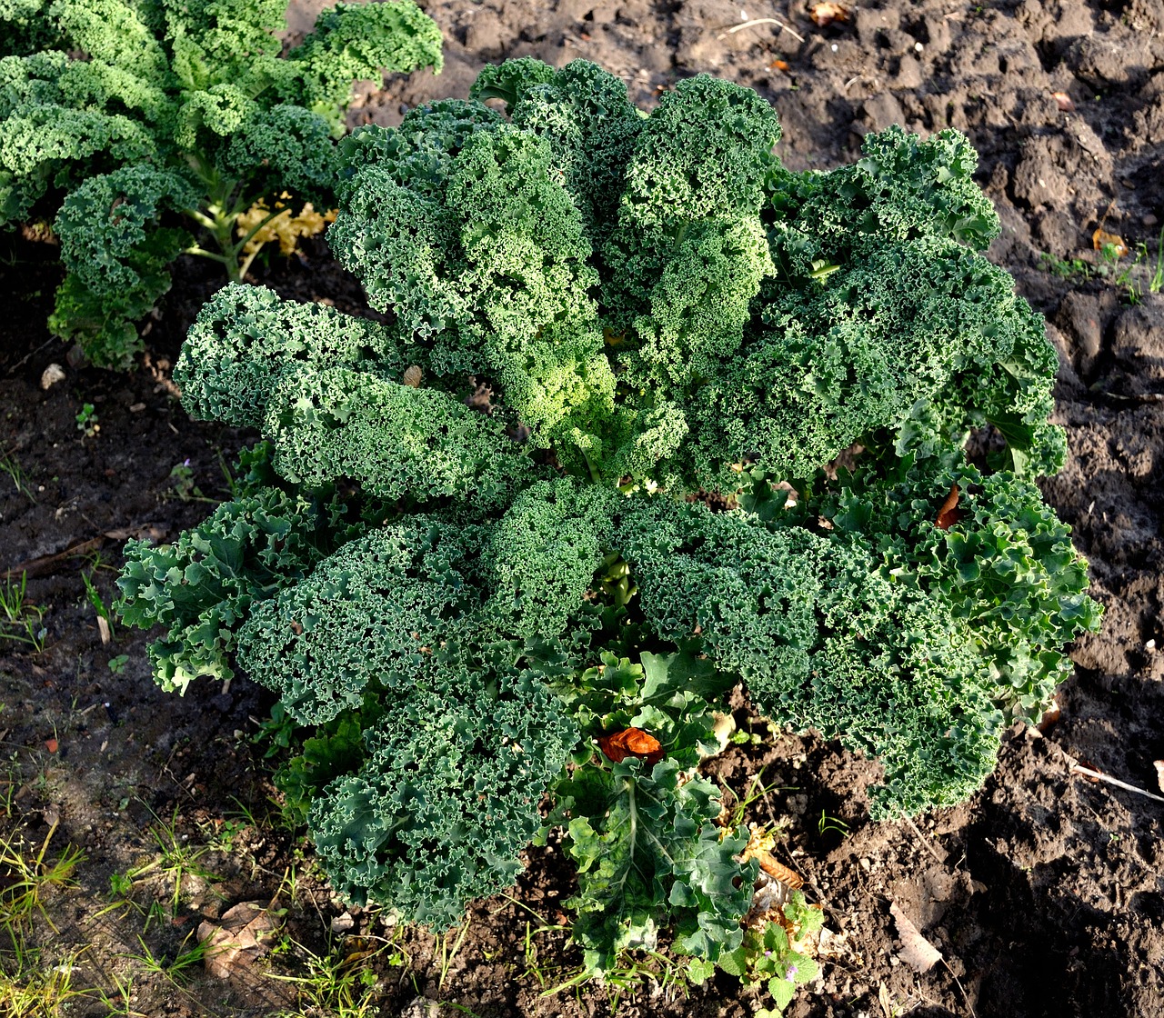 Image - kale eat bio meal vegetable plant