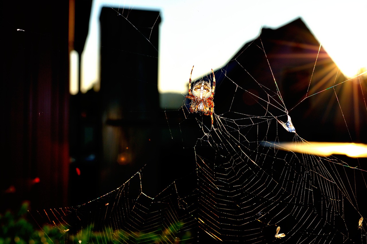 Image - spider insect garden spider close