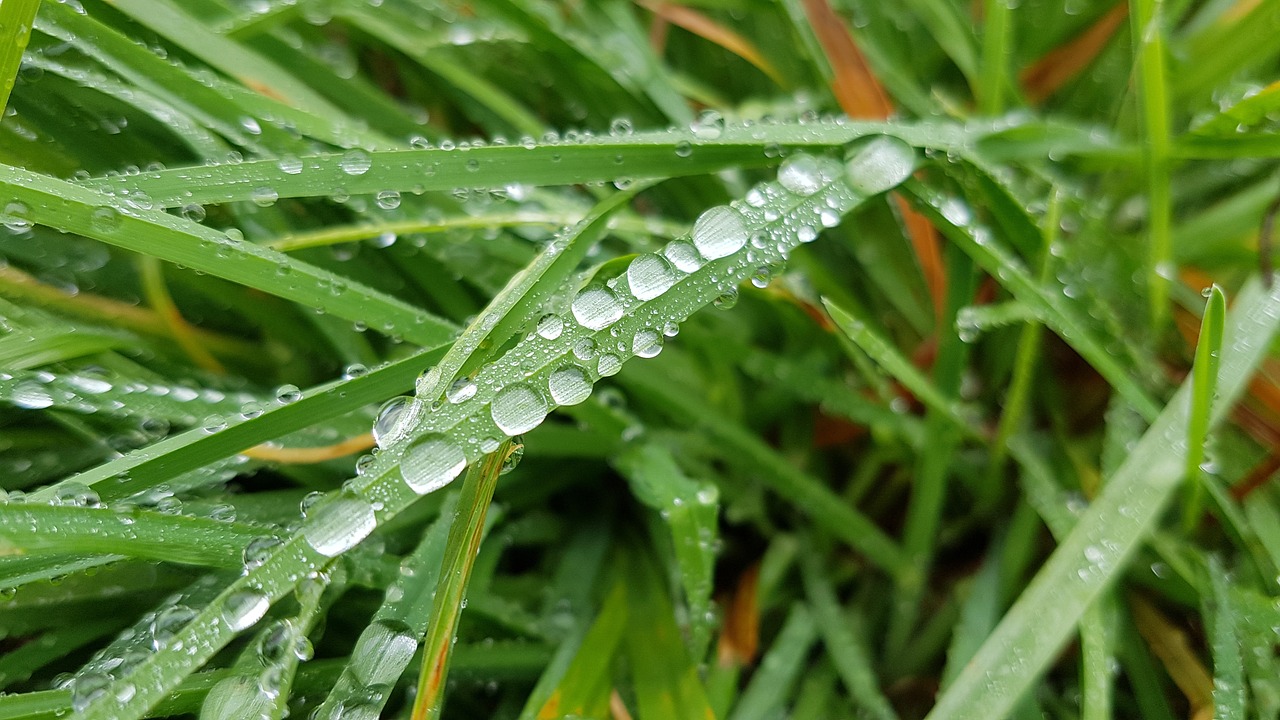 Image - dew pearl rain leaf wet plant