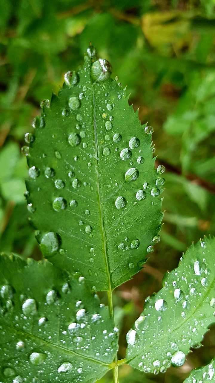 Image - leaf rain dew plant pearl growth